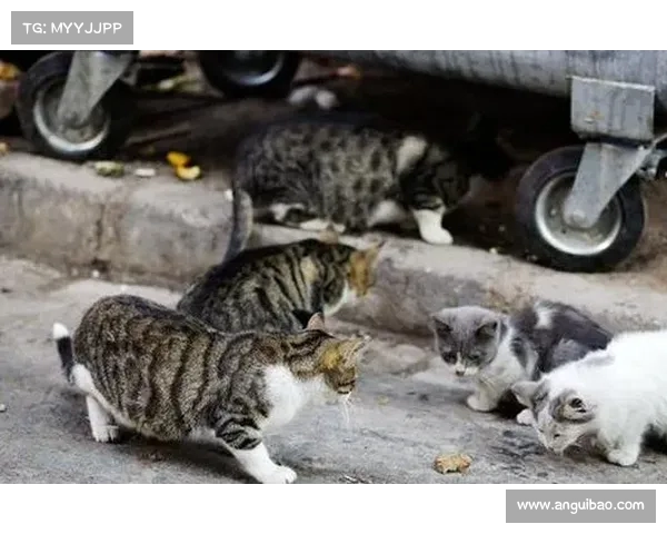 流浪猫伤人,要求提供纸箱者担责:责任归属的误解与反思(流浪猫致人损害) 流浪猫伤人,要求提供纸箱者担责:责任归属的误解与反思(流浪猫致人损害)